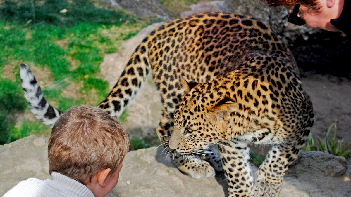 Esta Navidad Bioparc regala la mejor experiencia.