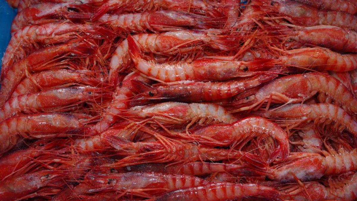 Gamba roja ibicenca. | CONSELL D’EIVISSA