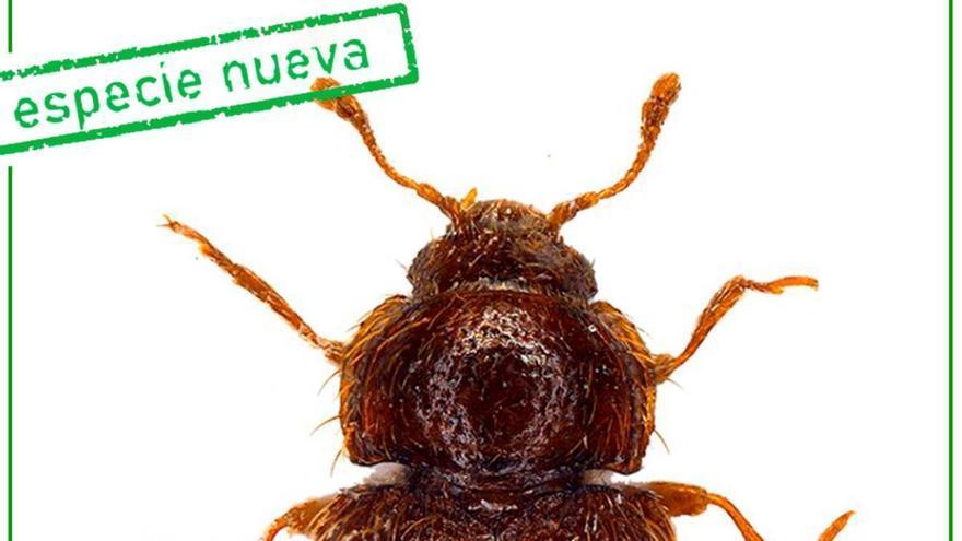 New Beetle Species Discovered in Tenerife Highlights Canary Islands' Evolutionary Significance