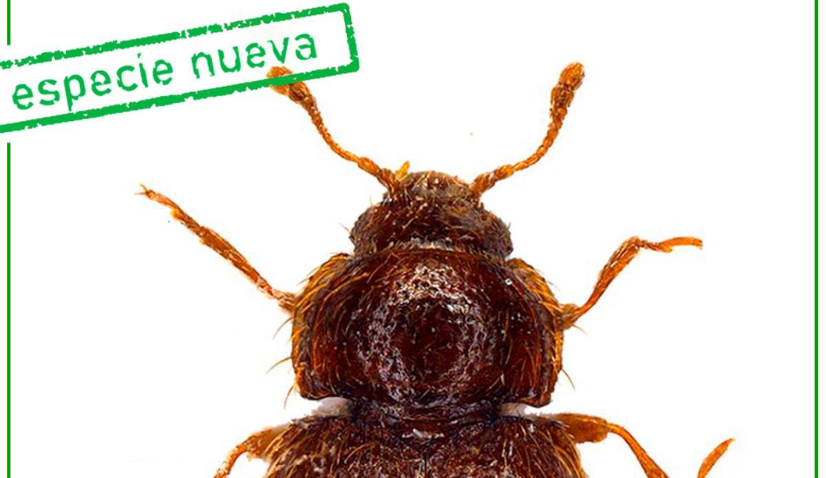 Imagen del Mycetaea tenerifensis.