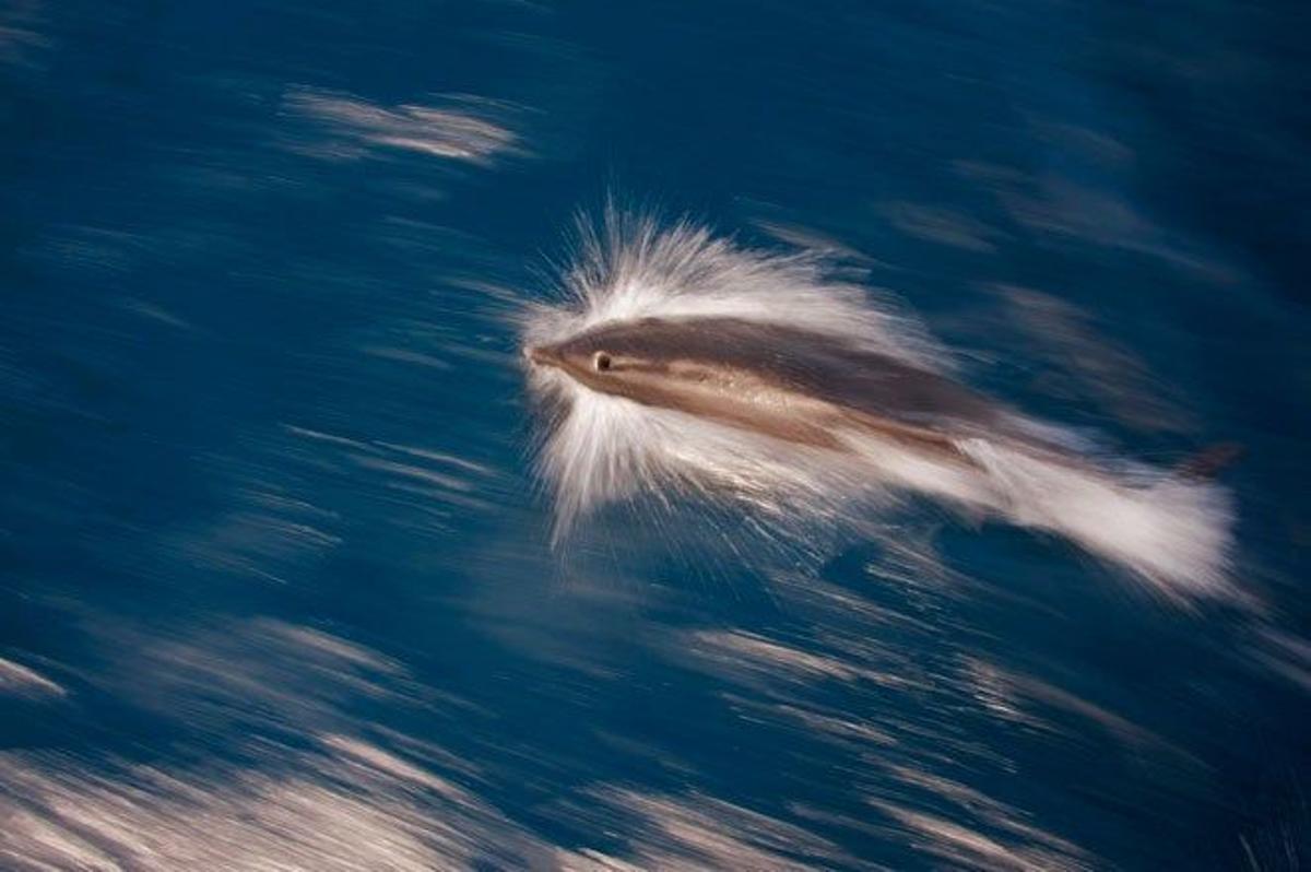 Delfín nadando en el océano Pacífico, en las Islas Galápagos.