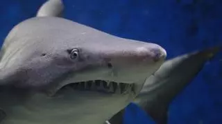 El motivo por el que se ven tantos tiburones en las costas de España