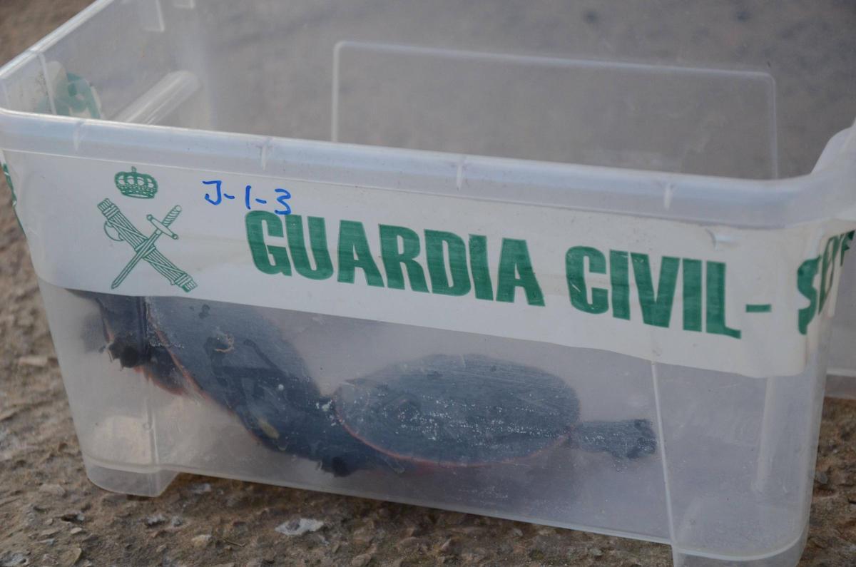 Tortugas halladas por la Guardia Civil en la finca de Llucmajor.