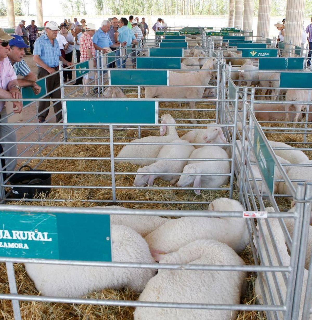 Ovejas en una feria ganadera de Villalpando. | LOZ