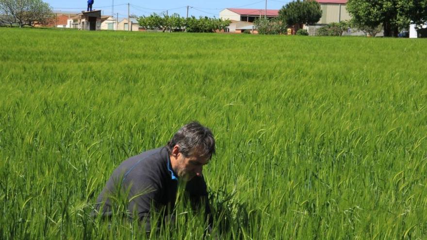 Un agricultor observa una parcela de cereal atacada por enfermedades