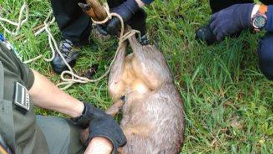 Retornen al bosc un cabirol perdut a Santpedor