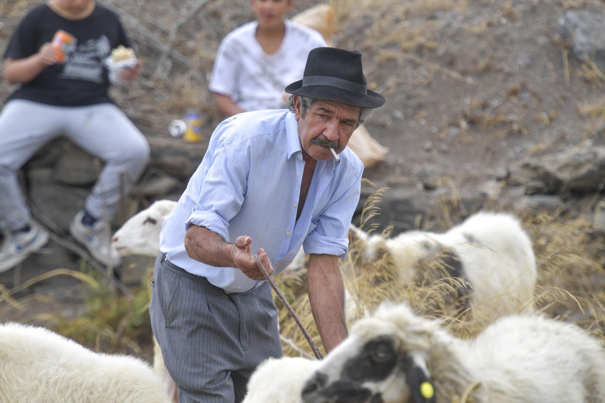 Feria de Ganado en Arucas