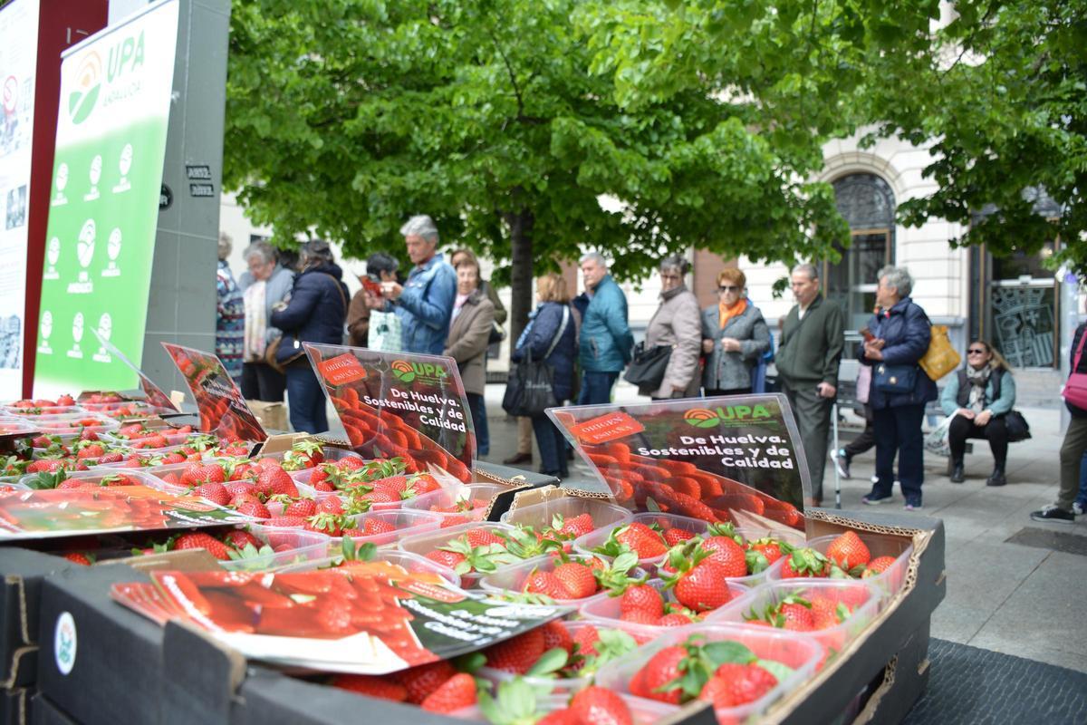 Reparto de fresas en pleno centro de Zaragoza.