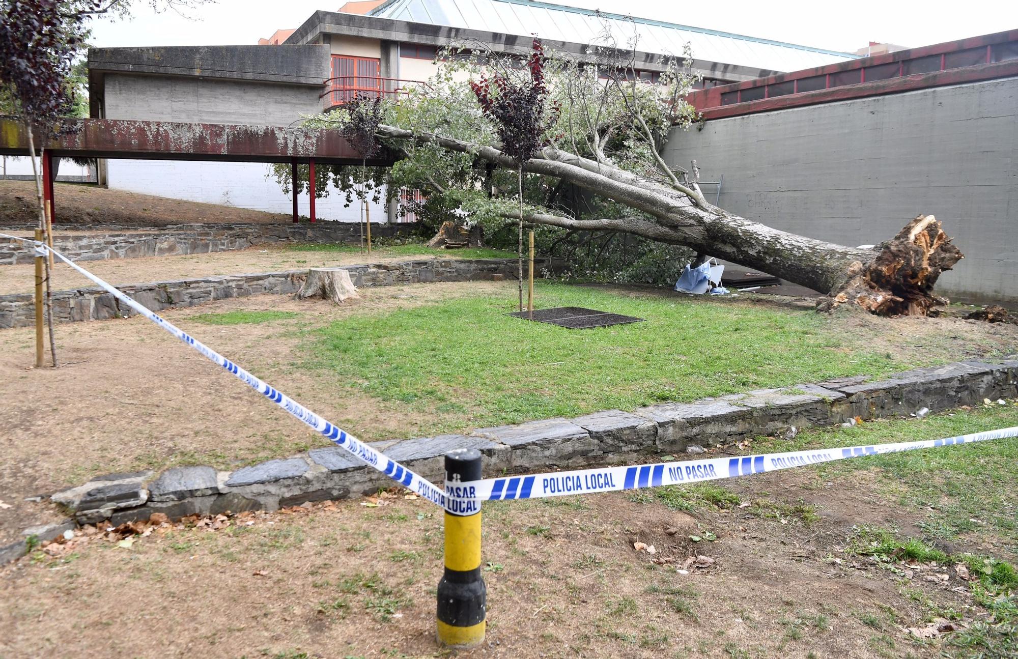 Un árbol de más de diez metros de altura se desploma en el Barrio de las Flores