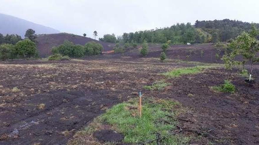 Zona del pastizal que se sembrará en Viduído.