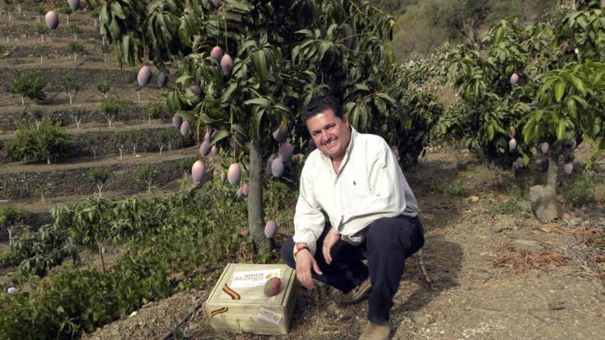 Werner Stenzig, un empresario nacido en Alemania aunque residente en España desde niño, puso en marcha la empresa Spanishmango, que ofrece a los habitantes de cualquier país de la UE la posibilidad de apadrinar árboles de mango que se cultivan en la comarca malagueña de la Axarquía, y seguir la evolución de la floración y maduración del fruto que se envía directamente al domicilio del cliente.