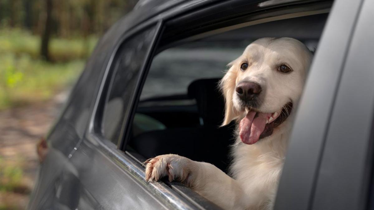 Un perro asomado por la ventanilla del coche