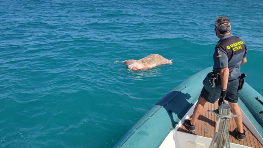 Encuentran un toro muerto a dos millas del puerto de Guardamar