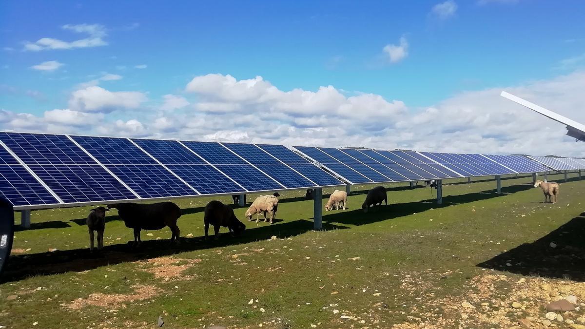 Agrivoltaica. Esta solución hace posible la producción agrícola en plantas de energía renovable.