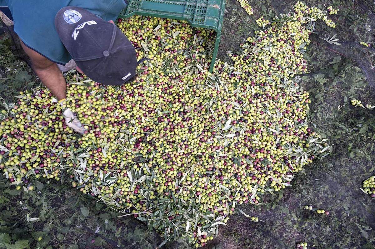 Recogida de la oliva en Finca Fontclara.