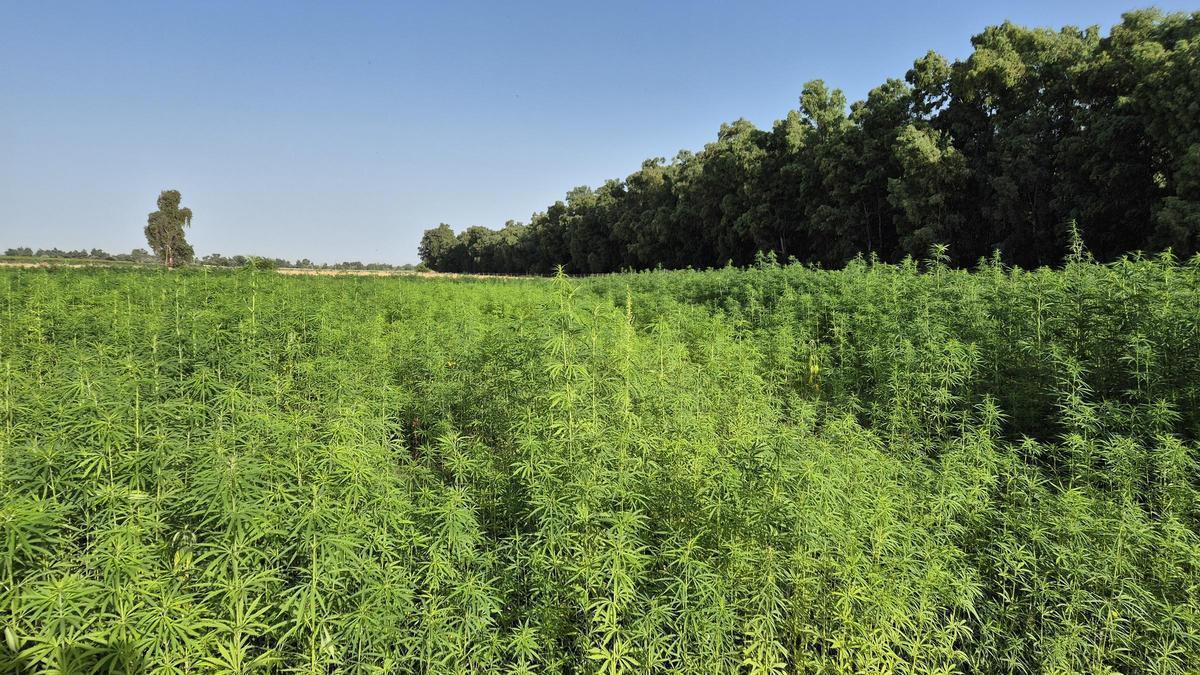 Una parcela sembrada de cáñamo industrial en la Finca La Orden, del Cicytex.