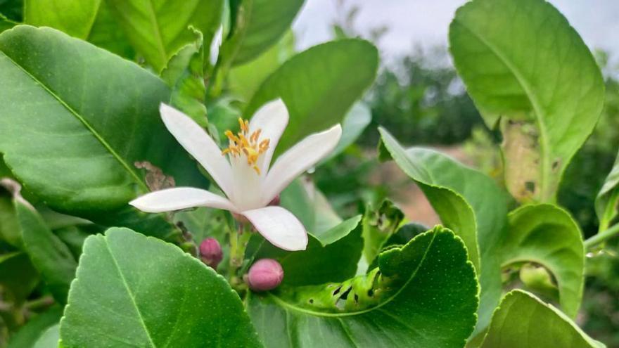 Los limoneros de la Vega Baja florecen en pleno mes de noviembre...y eso no es bueno