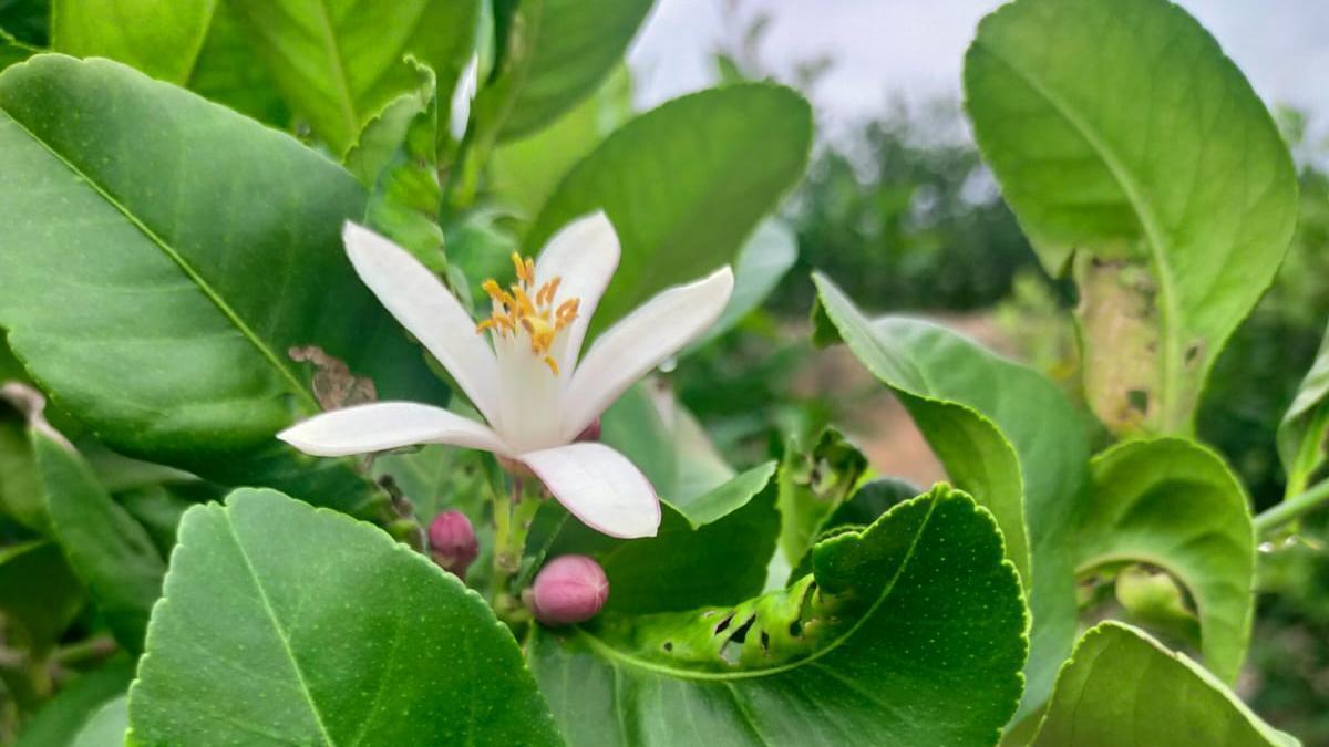 Un limonero en flor esta semana en un bancal de la Vega Baja