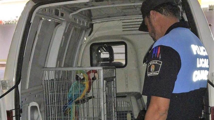 La Policía Local de Mogán impide que dos loros sean usados como reclamo turístico