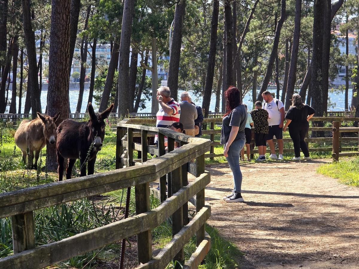Usuarios del Monte Central en la parcela de los burros «fariñeiros».