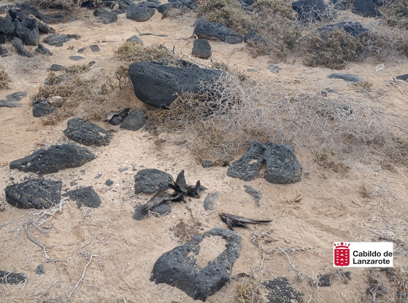 Gatos callejeros acaban con 17 ejemplares de Petrel de Bulwer en Lanzarote