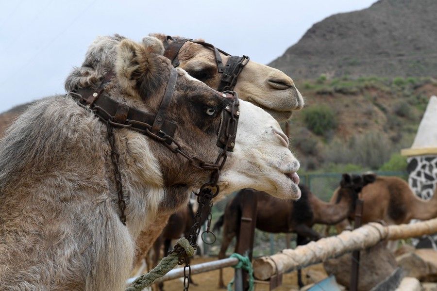 Camellos que este año se han quedado sin cabalgatas