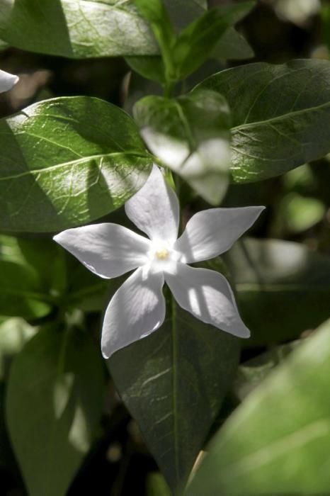 In Ariant blühen die mediterranen Pflanzen um die Wette. In dem von Heidi Gildemeister entworfenen Garten wird vieles den Launen der Natur und dem Zufall überlassen. Aber nicht alles.