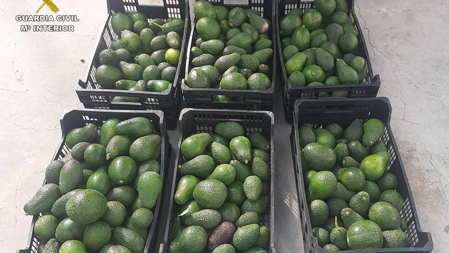 Aguacates recuperados por la Guardia Civil.