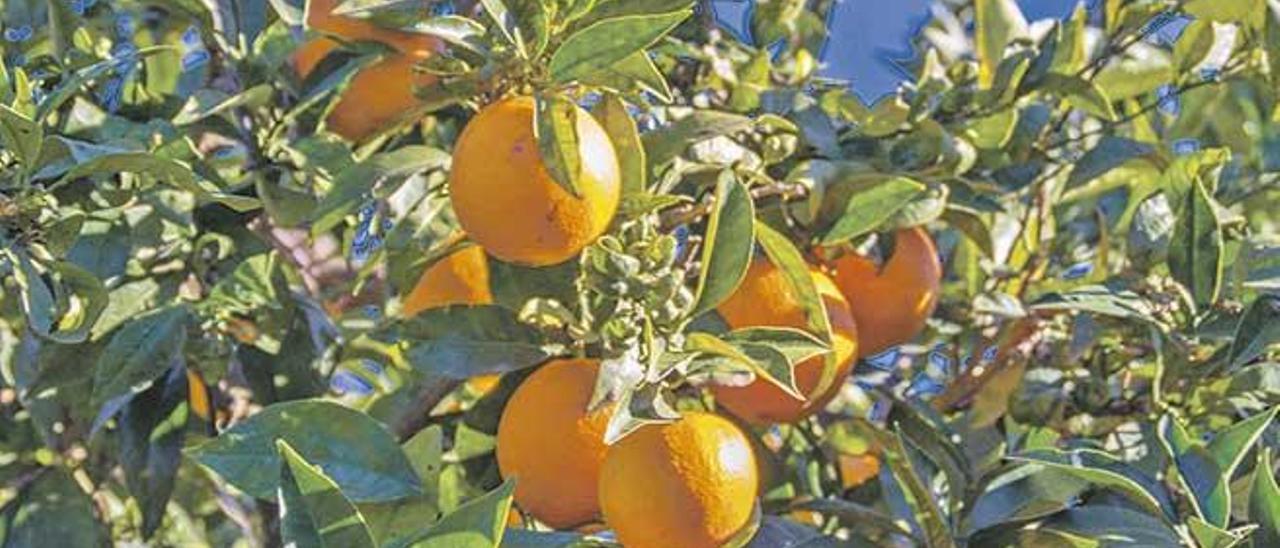 La producción de naranjas ha experimentado un notable aumento en el valle de Sóller.
