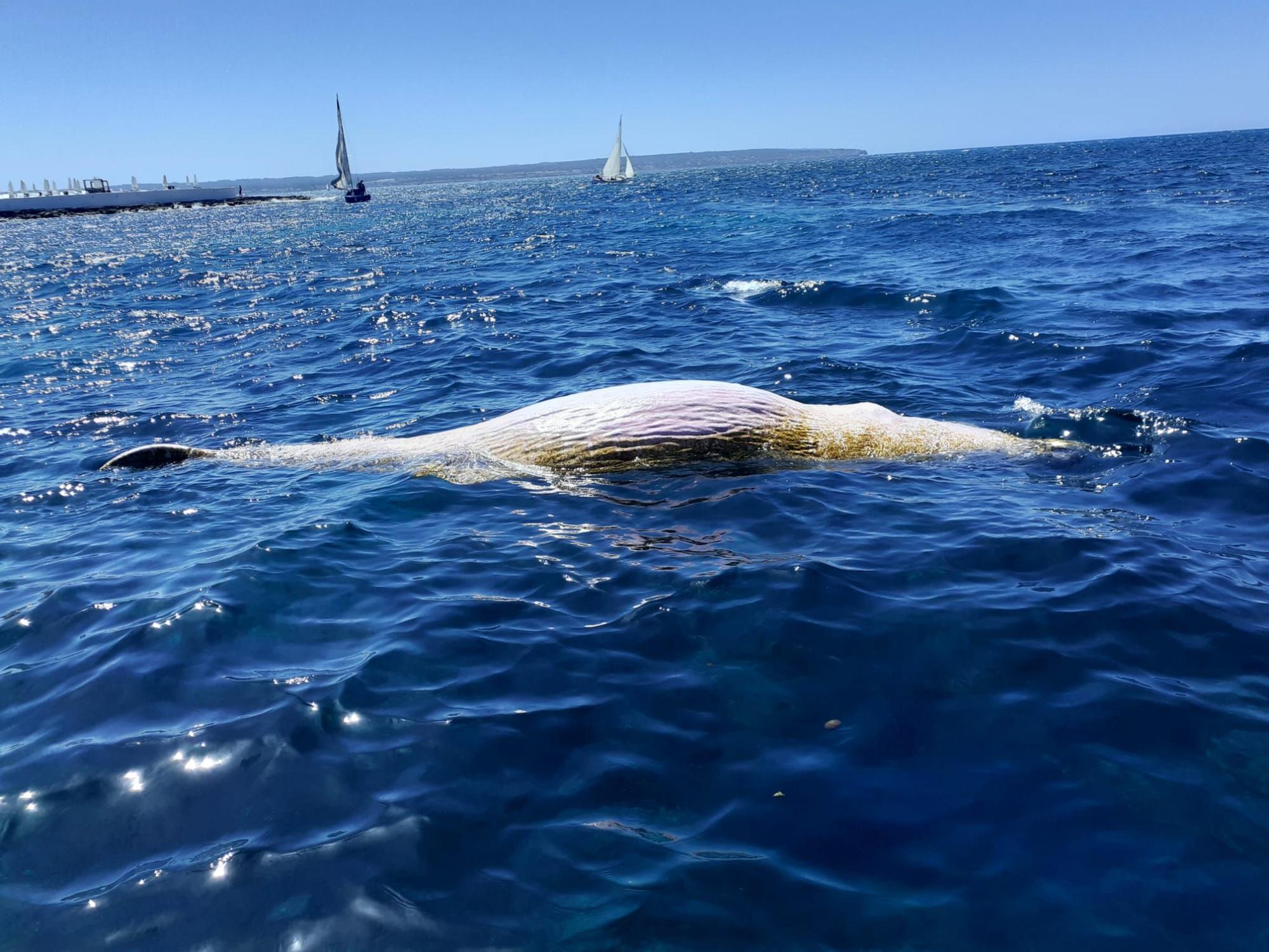 Aparece otro cachalote muerto, esta vez en la Bahía de Palma