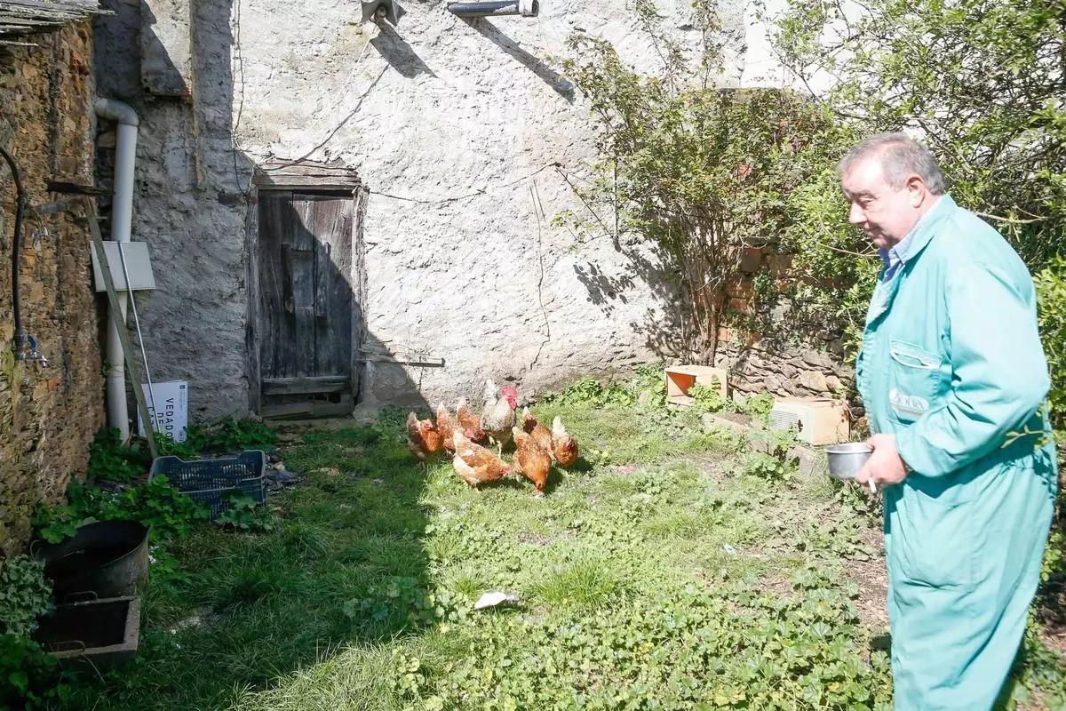Un veicno de Bóveda, Lugo, que acaba de registrar su gallinero doméstico