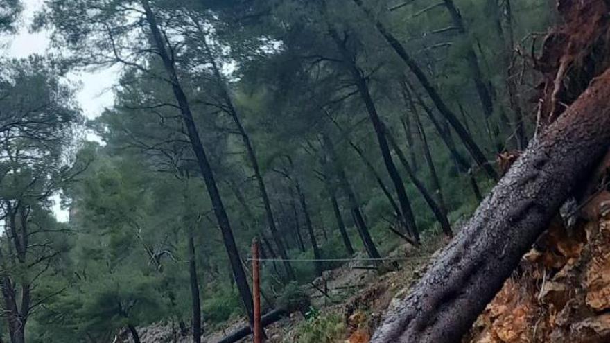 Los árboles caídos por el temporal obligan a cortar una decena de carreteras de Mallorca