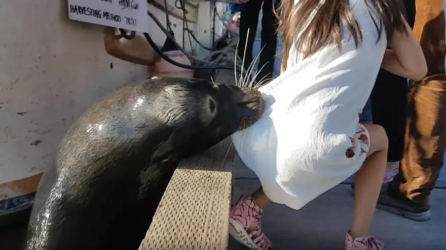 Vídeo: Un león marino arrastra a una niña al mar en Canadá