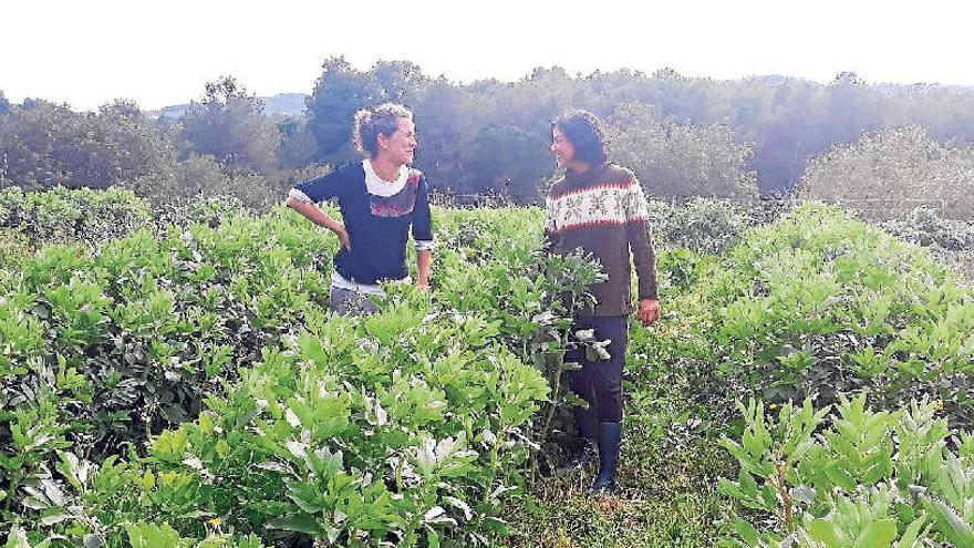 Fina Prats y Maribel Juan cuidan una de sus plantaciones de habas