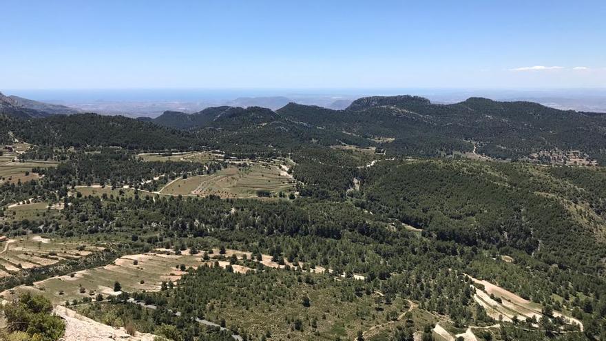 Imagen de la actual superficie de bosque en las sierras del Cid-Maigmó con la costa de Alicante al fondo.