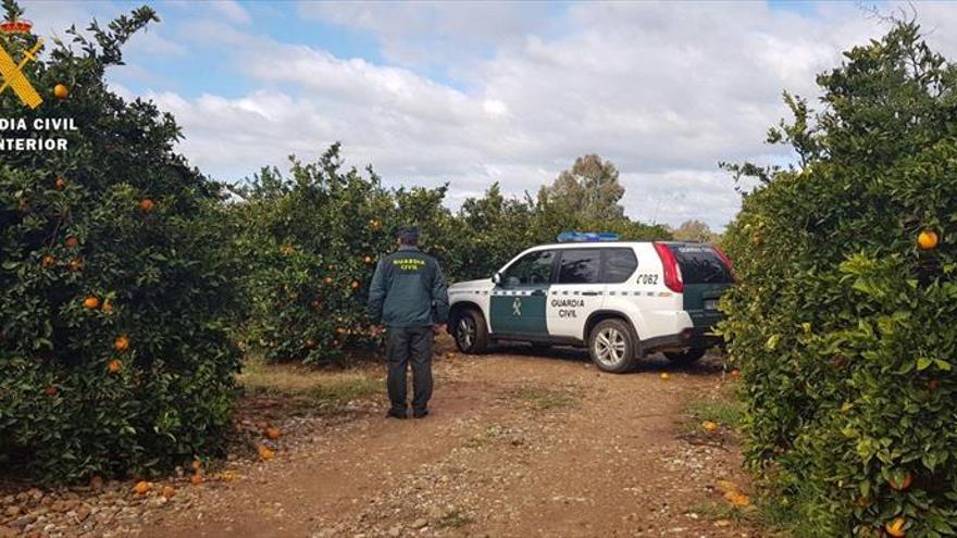 Tres detenidos y tres investigados por el hurto de naranjas en el campo