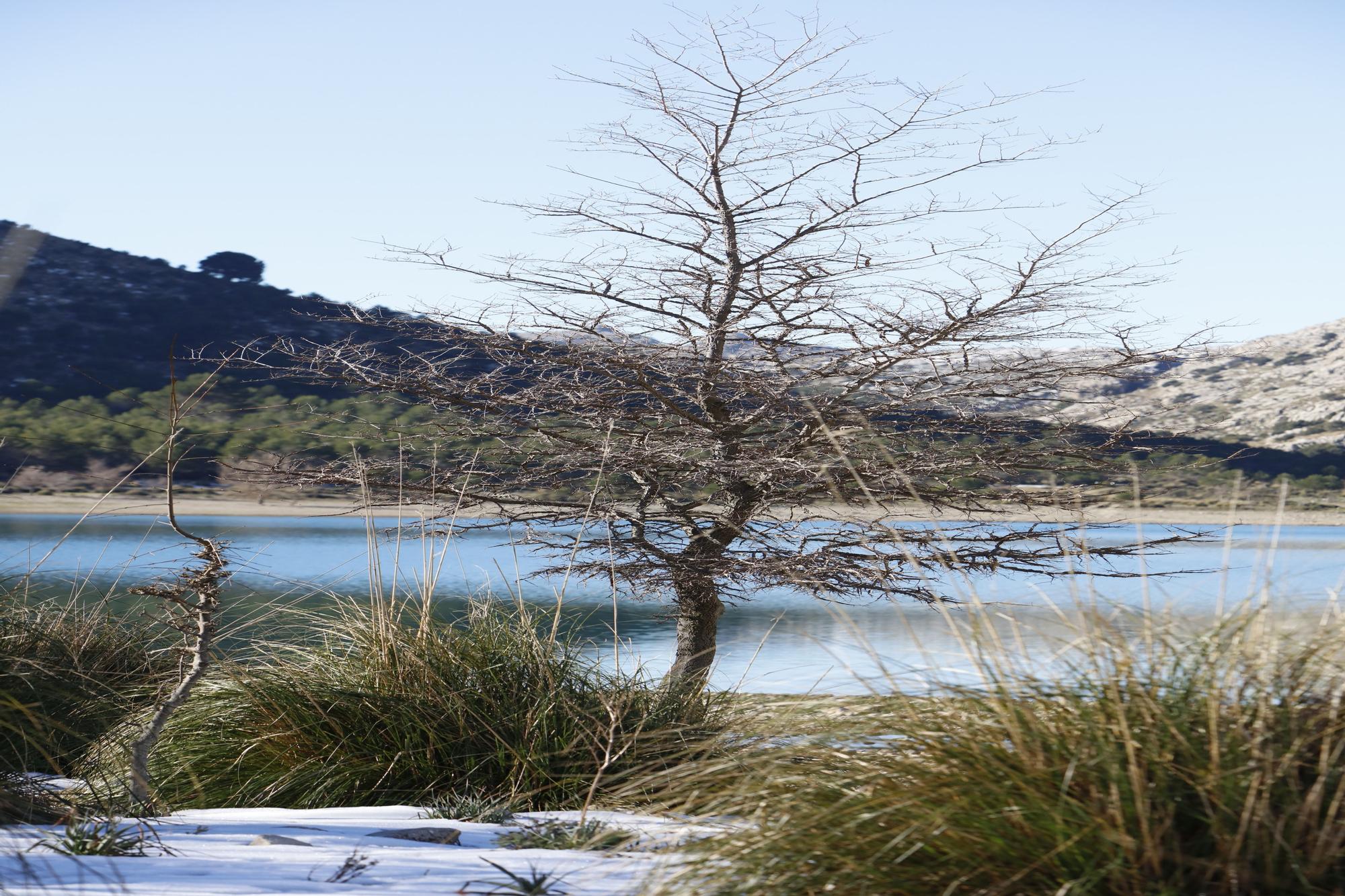 Schnee in der Tramuntana - Wanderung am Stausee Cúber auf Mallorca