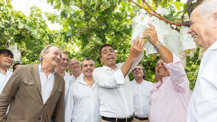 Mazón y Pérez participan en el primer corte de &quot;Uva  de Mesa Embolsada del Vinalopó&quot;