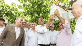 El calor excesivo y los abandonos merman un 10% la cosecha de uva embolsada del Vinalopó