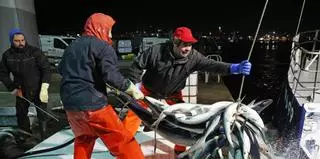 El palangre evita las trabas para exportar tiburón azul y anhela “un año tranquilo”