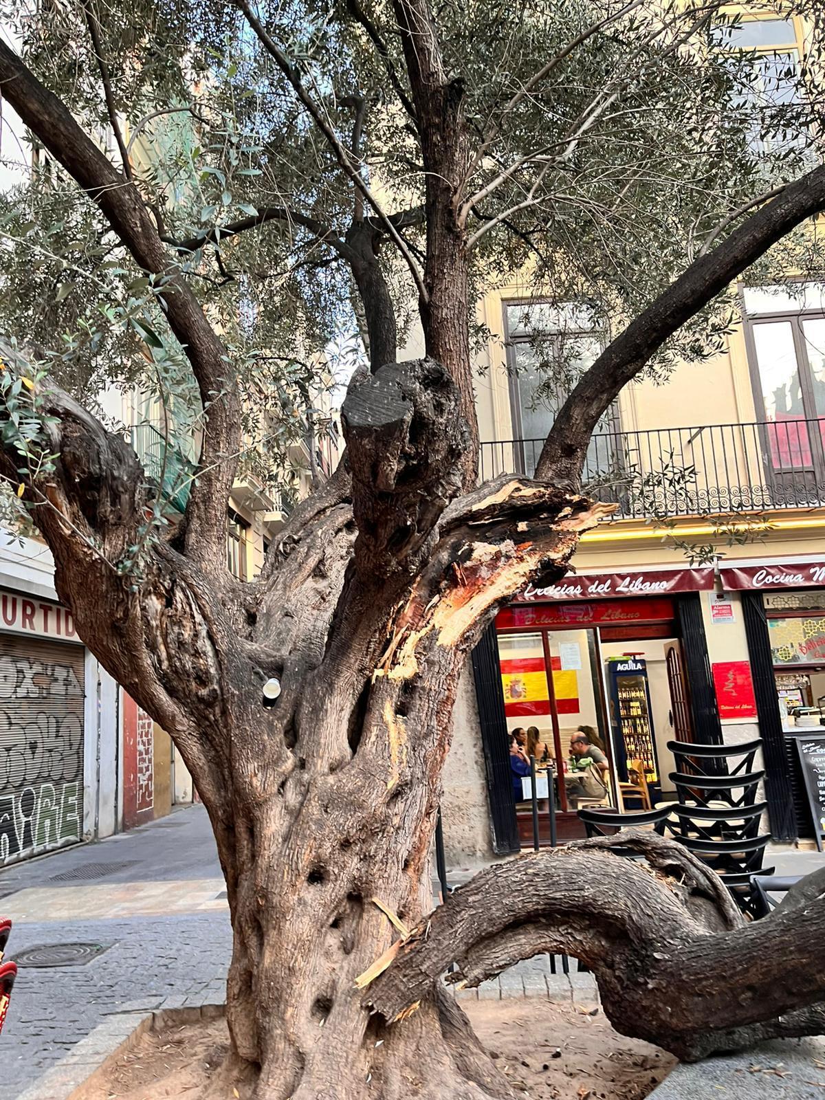 Vecinos y hosteleros de la plaza del Doctor Collado alertan del estado del primer olivo de València