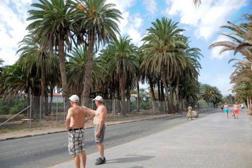 Mal estado de las Palmeras en el Oasis de Maspalomas y el Parque Tony Gallardo