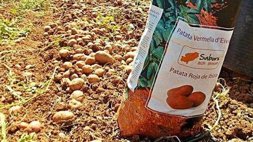 En 2017 se llevó a cabo el lanzamiento comercial de la patata roja de Ibiza bajo el distintivo &#039;Sabors d&#039;Eivissa&#039;.