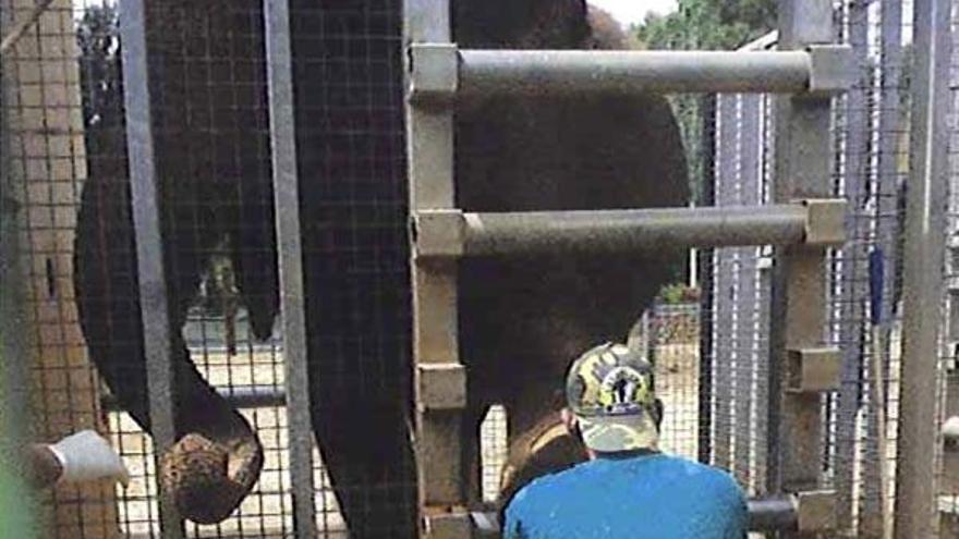 Der Amtstierarzt war auch mit dem Zustand der Elefantendamen Daisy und Dina zufrieden.