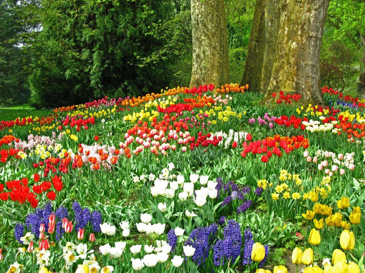Floración en la Isla de Mainau, Alemania