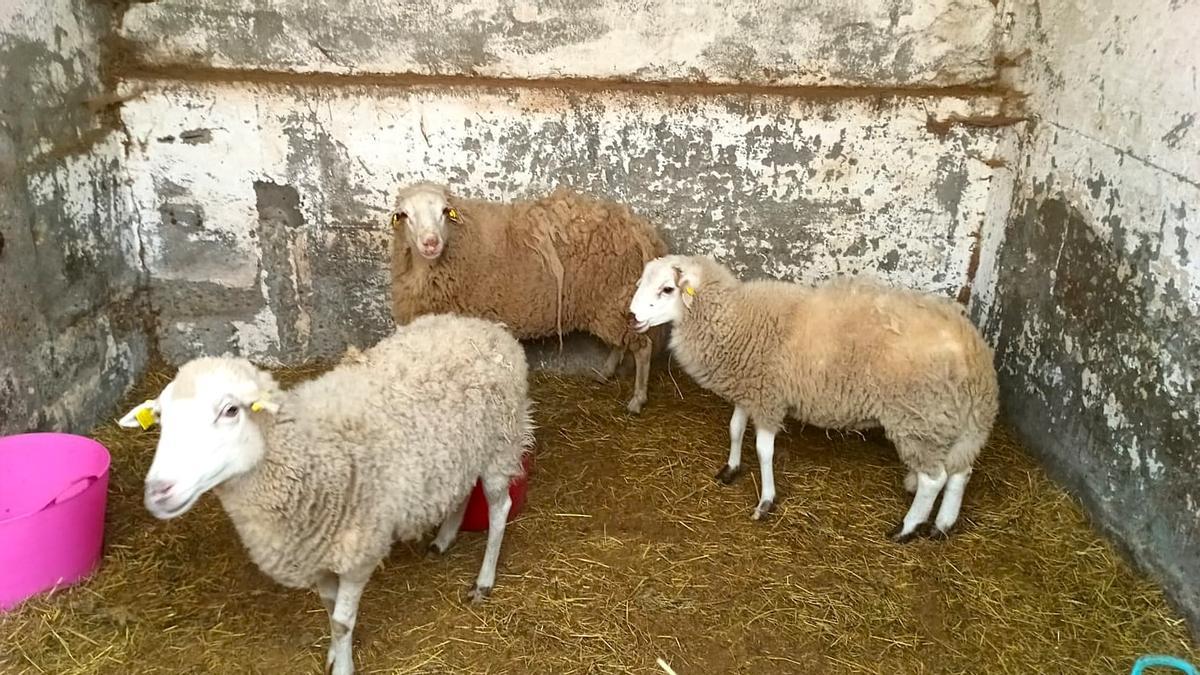 Las ovejas sin dueño, de momento, que auspicia el ayuntamiento de Vigo.