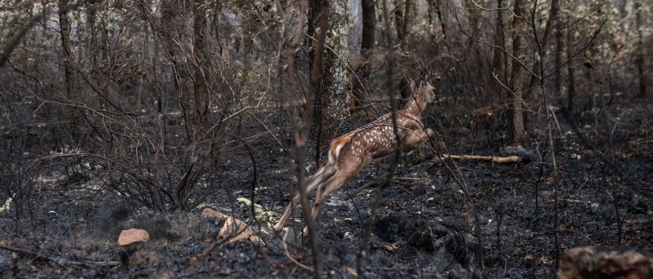 Ciervo en el incendio de la Sierra de la Culebra| Emilio Fraile