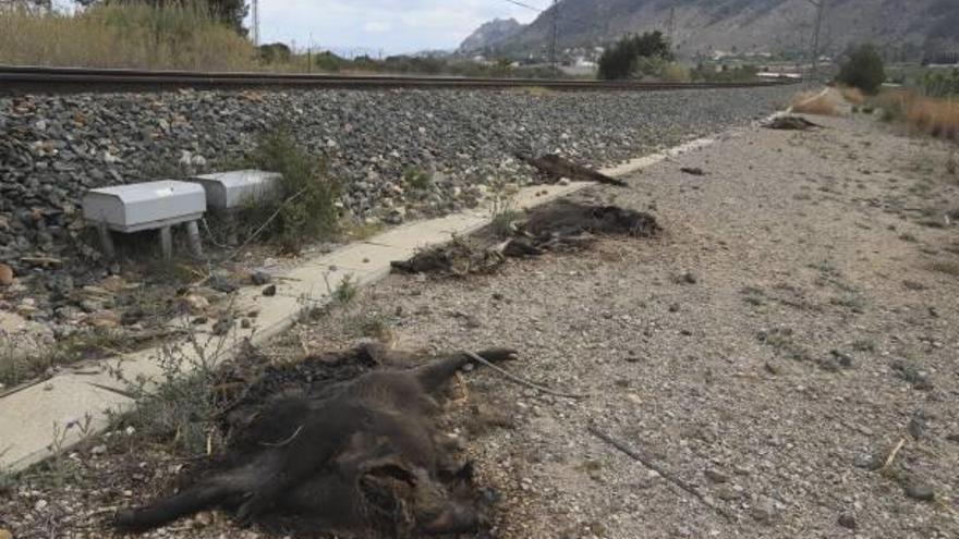 Adif todavía no ha retirado los jabalíes arrollados en Annahuir hace más de un mes