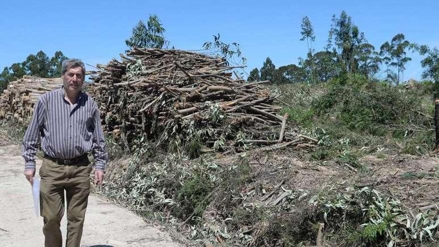 Madera talada en el monte de Xafardán, Vilanova de Arousa. // N. P.