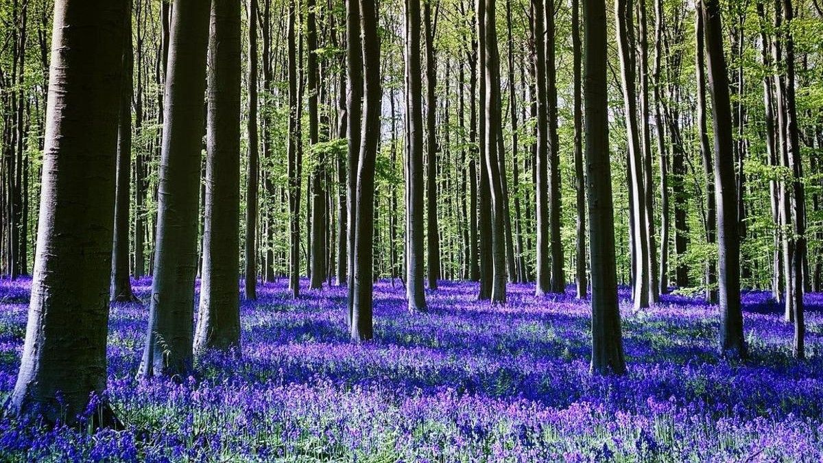 Comienza el espectáculo de los jacintos púrpura: la floración del Bosque de Hallerbos
